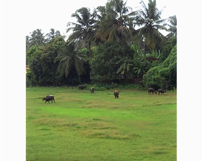 Cockerel Homestay - Traditional Beach Village - Goa Canacona Zewnętrze zdjęcie